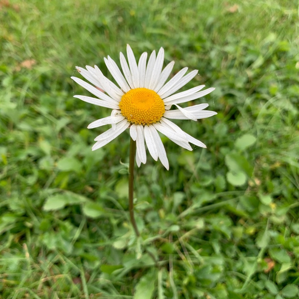 Meet your Posher, Krystal